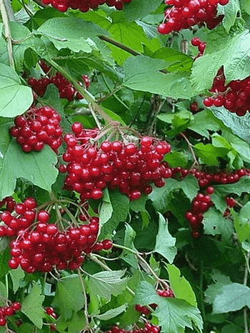 Калина съедобная Таежные рубины