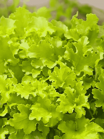 Гейхера Marmalade