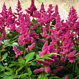 Астильба китайская Blackberry Cupcake