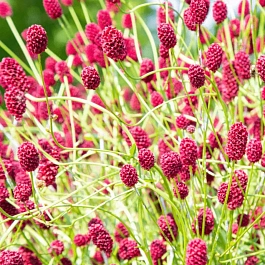 Кровохлебка Proud Mary