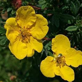Лапчатка кустарниковая Sommerflor