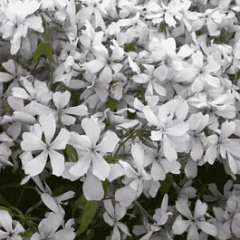 Флокс растопыренный 'Dirigo Ice'