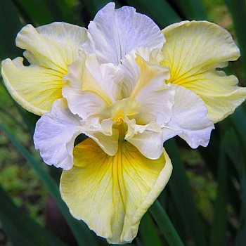 Ирис сибирский Йеллоу Тейл