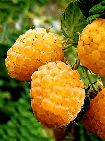 Малина ремонтантная Желтый Пингвин