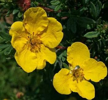 Лапчатка кустарниковая Sommerflor