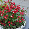 Вейгела гибридная All Summer Red