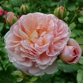 Роза Чайно-гибридная BELLE ROMANTICA Роза Чайно-гибридная BELLE ROMANTICA