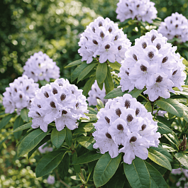 Рододендрон гибридный Calsap