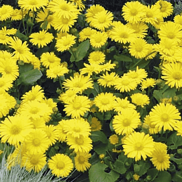 Дороникум восточный Leonardo Compact