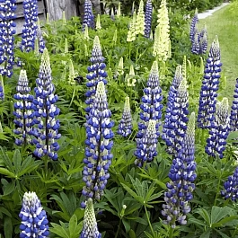 Люпин многолистный The Governor