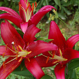 Лилия восточная Монтесума