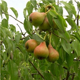 Груша плодовая Россошанская летняя