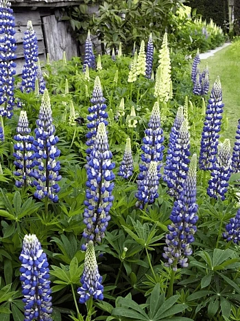 Люпин многолистный The Governor