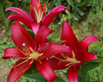 Лилия восточная Монтесума