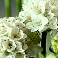 Армерия ложноармерия Ballerina White