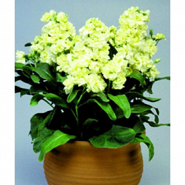 Маттиола Синдерелла Еллоу