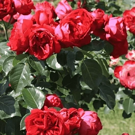 Роза плетистая Eric Tabarly