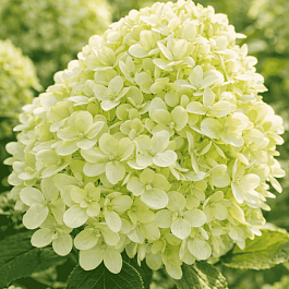 Гортензия метельчатая Little Spooky