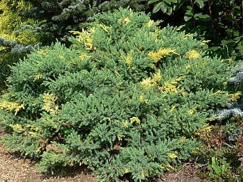 Можжевельник китайский Expansa Aureospicata