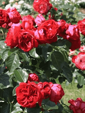 Роза плетистая Eric Tabarly