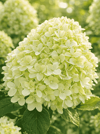 Гортензия метельчатая Little Spooky