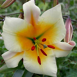 Лилия ОТ-гибрид Мисс Пикьюлиар