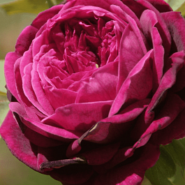 Роза Английская кустовая The Prince