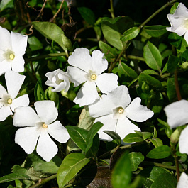 Барвинок малый Альба