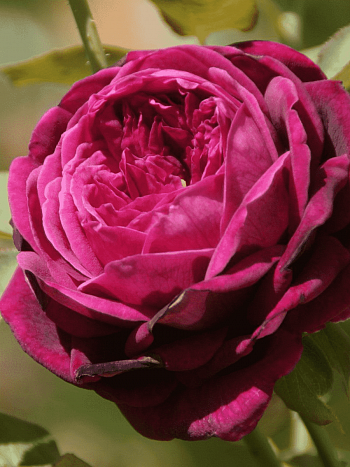 Роза Английская кустовая The Prince