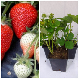 Земляника садовая Летиция НАБОР 3ШТ