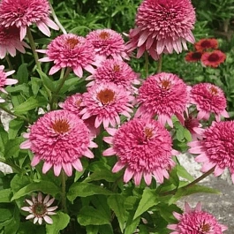 Эхинацея пурпурная Butterfly Kisses