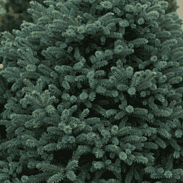 Ель колючая Sonia