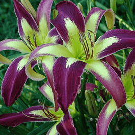 Лилейник Applique