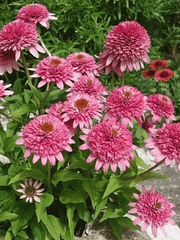 Эхинацея пурпурная Butterfly Kisses