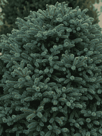 Ель колючая Sonia