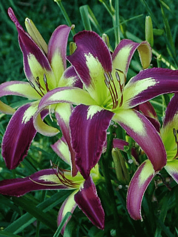 Лилейник Applique