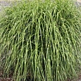 Мискантус китайский Little zebra