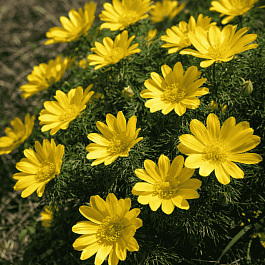 Адонис весенний