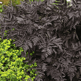 Купырь лесной Ravenswing