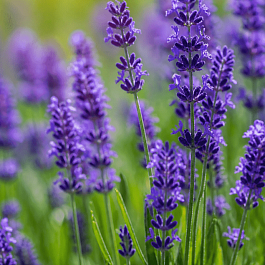 Лаванда узколистная Lovely Sky Blue