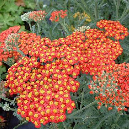 Тысячелистник обыкновенный Вальтер Фанке