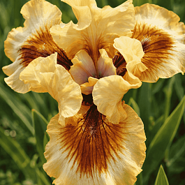 Ирис германский Zing Me