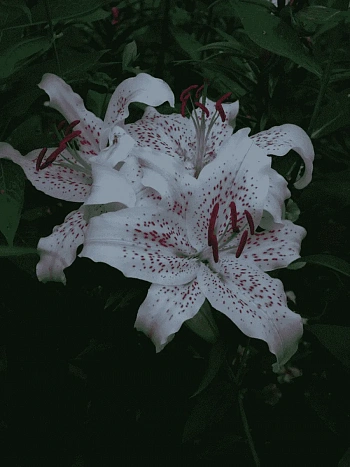 Лилия Extravaganze