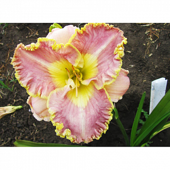 Лилейник гибридный Лавендер Ту Ту НАБОР 2ШТ (1+1)