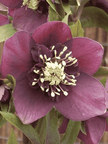 Морозник восточный Pretty Ellen Red