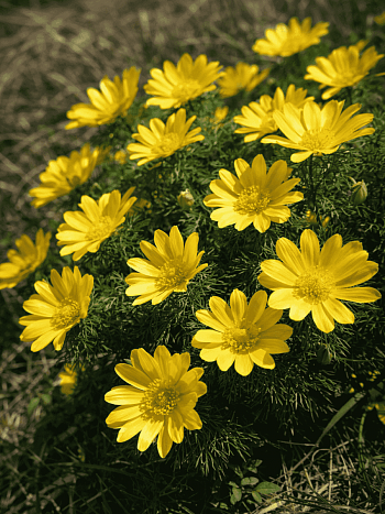 Адонис весенний