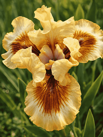 Ирис германский Zing Me