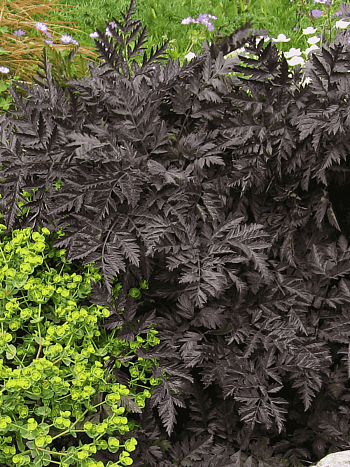 Купырь лесной Ravenswing