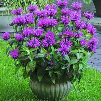 Монарда (Дикий бергамот) гибридная Melua Violet