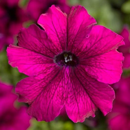 Петуния грандифлора Тритуния Бургунди